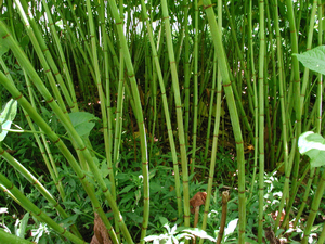 Photo By: Stephen M. Young. Photo taken: Chenango County, NY on 30 June 2004